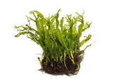 Java Fern 'Windelov' Aquatic Plant - Buce Plant
