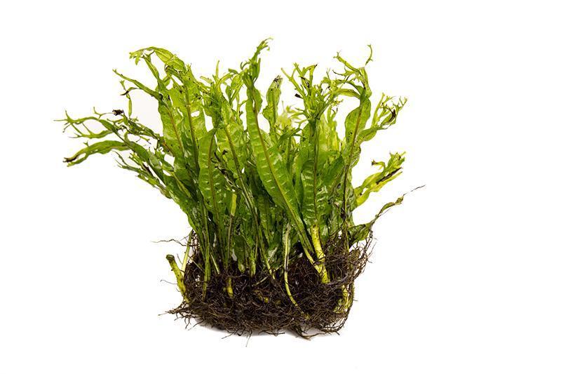 Java Fern 'Windelov' Aquatic Plant - Buce Plant