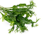 Java Fern 'Windelov' Aquatic Plant - Buce Plant