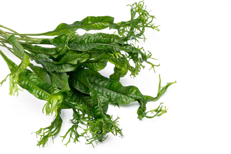Java Fern 'Windelov' Aquatic Plant - Buce Plant