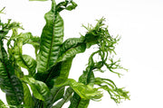 Java Fern 'Windelov' Aquatic Plant - Buce Plant