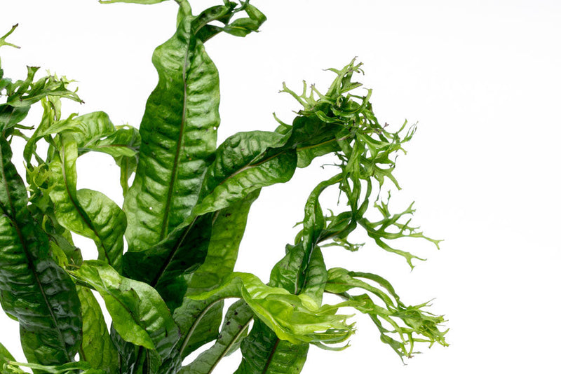 Java Fern 'Windelov' Aquatic Plant - Buce Plant