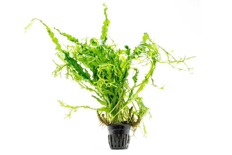 Java Fern Windelov Twisted aquatic plant by CPA with lush green, twisted fronds suitable for freshwater aquariums.