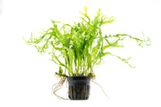 Java Fern Windelov Twisted aquatic plant from CPA, shown with twisted green fronds ideal for freshwater aquariums.