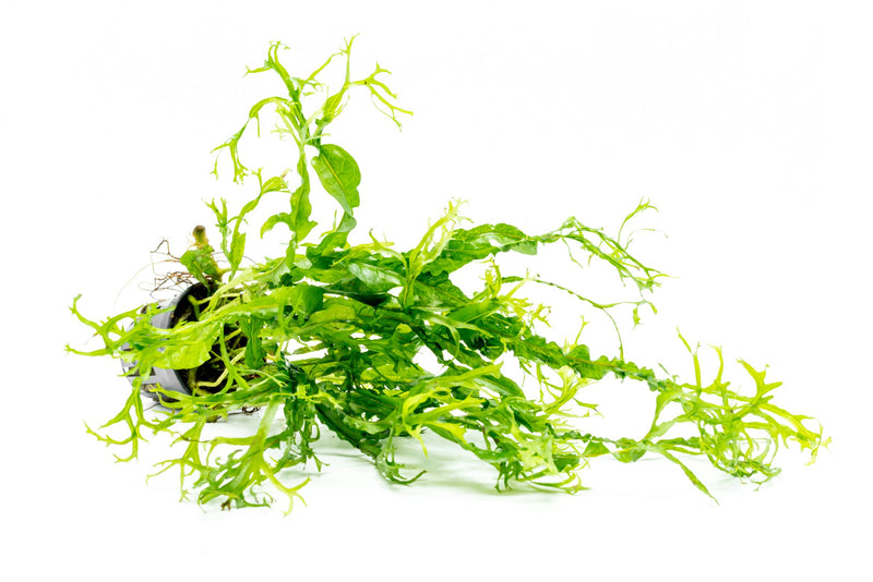Java Fern Windelov Twisted aquatic plant by CPA with lush, twisted green fronds suitable for freshwater aquariums.