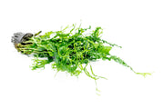 Java Fern Windelov Twisted aquatic plant by CPA with twisted green fronds for freshwater aquariums.