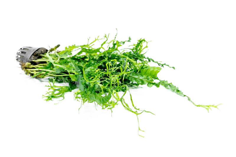 Java Fern Windelov Twisted aquatic plant by CPA with twisted green fronds for freshwater aquariums.