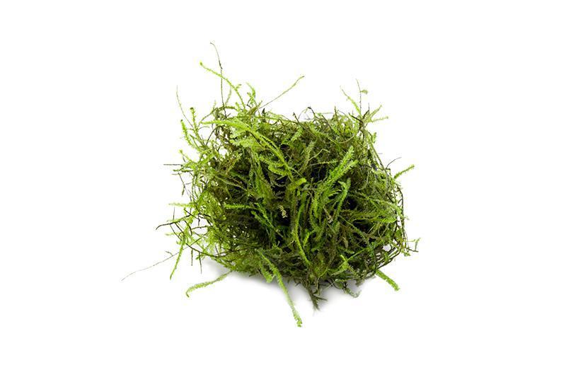 Java Moss (Vesicularia dubyana) 