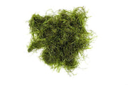 Java Moss Moss - Buce Plant