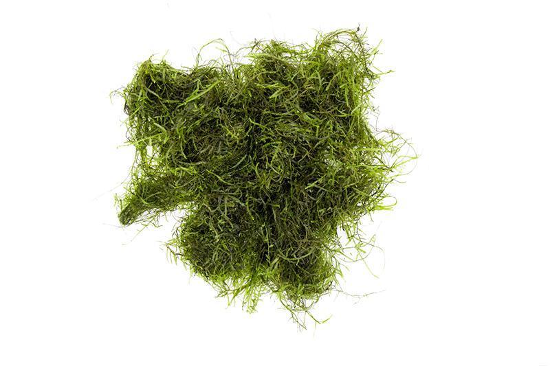 Java Moss Moss - Buce Plant