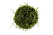 Java Moss Moss - Buce Plant