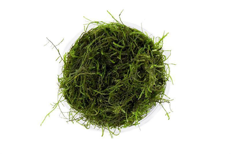 Java Moss Moss - Buce Plant