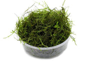 Java Moss Moss - Buce Plant