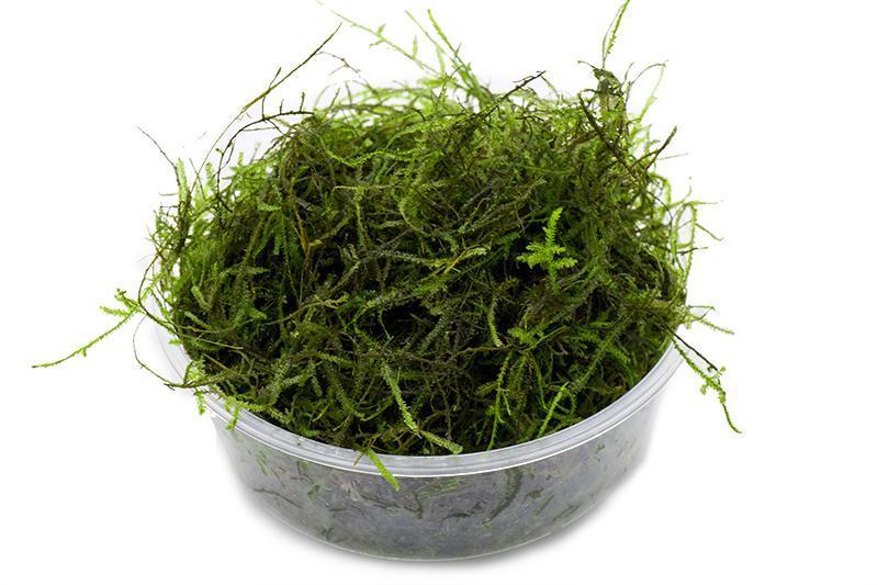 Java Moss Moss - Buce Plant