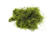 Java Moss Moss - Buce Plant