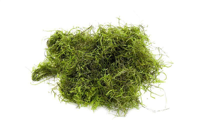 Java Moss Aquarium Plant — Buce Plant