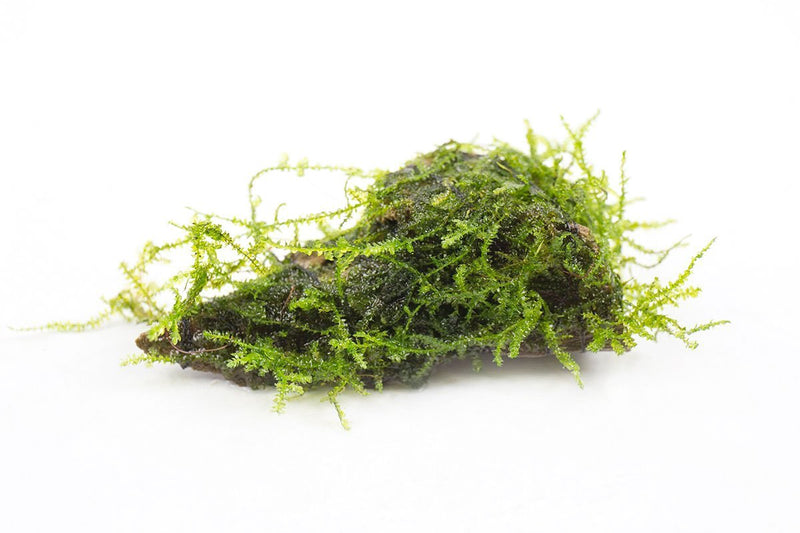 Java Moss on Driftwood Moss - Buce Plant