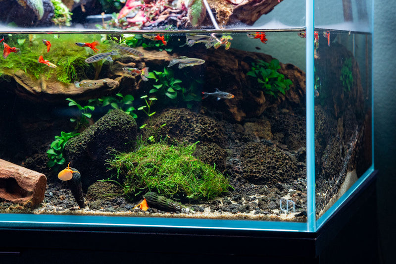 Java Moss on Driftwood Moss - Buce Plant
