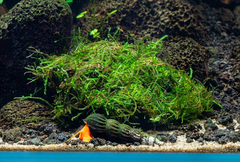 Java Moss on Driftwood Moss - Buce Plant
