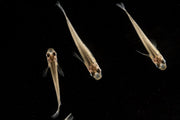 Javanese Medaka Rice Fish swimming in a clear tank, showcasing small freshwater fish with colorful fins and distinctive markings.