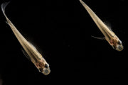 Javanese Medaka Rice Fish swimming in a clear aquatic environment, showcasing vibrant colors and small size.