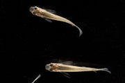 Javanese Medaka rice fish swimming in a clear aquarium, showcasing its small, colorful body and distinctive fins.