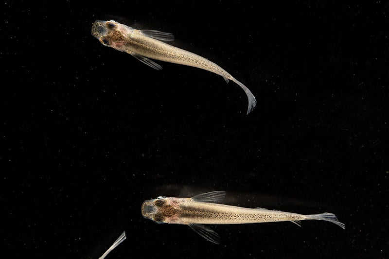 Javanese Medaka rice fish swimming in a clear aquarium, showcasing its small, colorful body and distinctive fins.