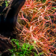 Juncus Repens UNS Tissue Culture Aquatic Plant - Buce Plant