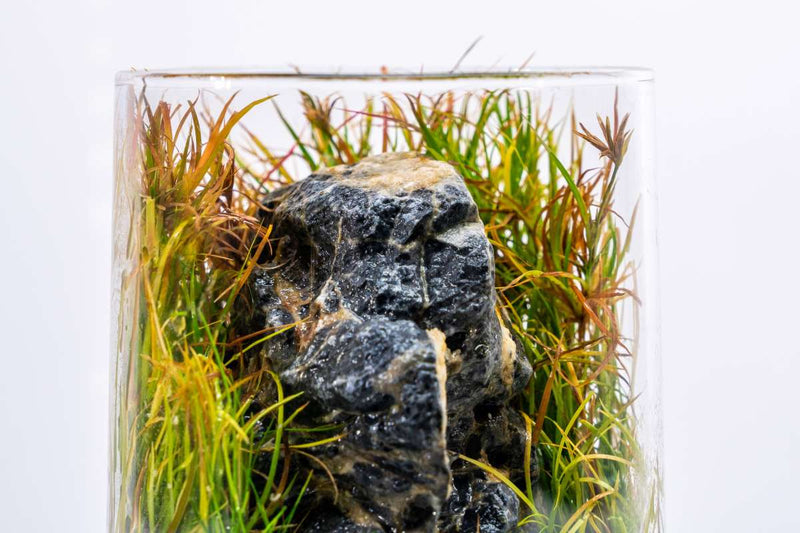 Juncus Repens Aquatic Plant - Buce Plant