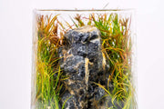 Juncus Repens Aquatic Plant - Buce Plant