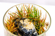 Juncus Repens Aquatic Plant - Buce Plant
