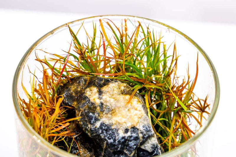 Juncus Repens Aquatic Plant - Buce Plant