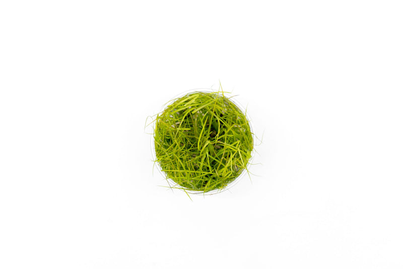 Juncus Repens Aquatic Farmer Tissue Culture Aquatic Plant - Buce Plant