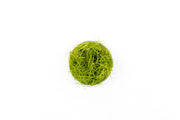 Juncus Repens UNS Tissue Culture Aquatic Plant - Buce Plant