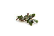 Bucephalandra Kedagang Mini Bucephalandra - Buce Plant