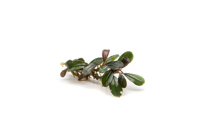 Bucephalandra Kedagang Mini Bucephalandra - Buce Plant