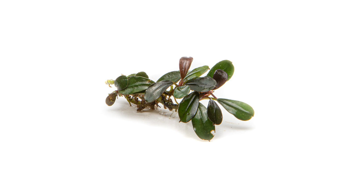 Bucephalandra Kedagang Mini — Buce Plant