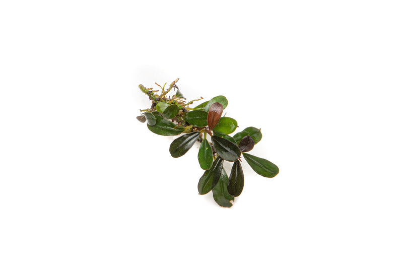 Bucephalandra Kedagang Mini Bucephalandra - Buce Plant