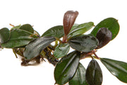 Bucephalandra Kedagang Mini Bucephalandra - Buce Plant