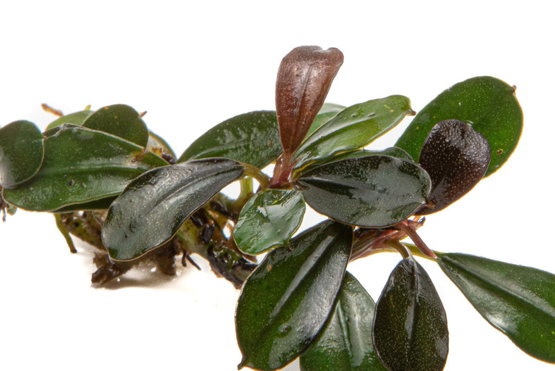 Bucephalandra Kedagang Mini Bucephalandra - Buce Plant