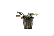 Bucephalandra Kedagang Round Bucephalandra - Buce Plant