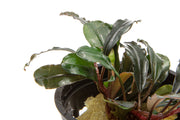 Bucephalandra Kedagang Round Bucephalandra - Buce Plant