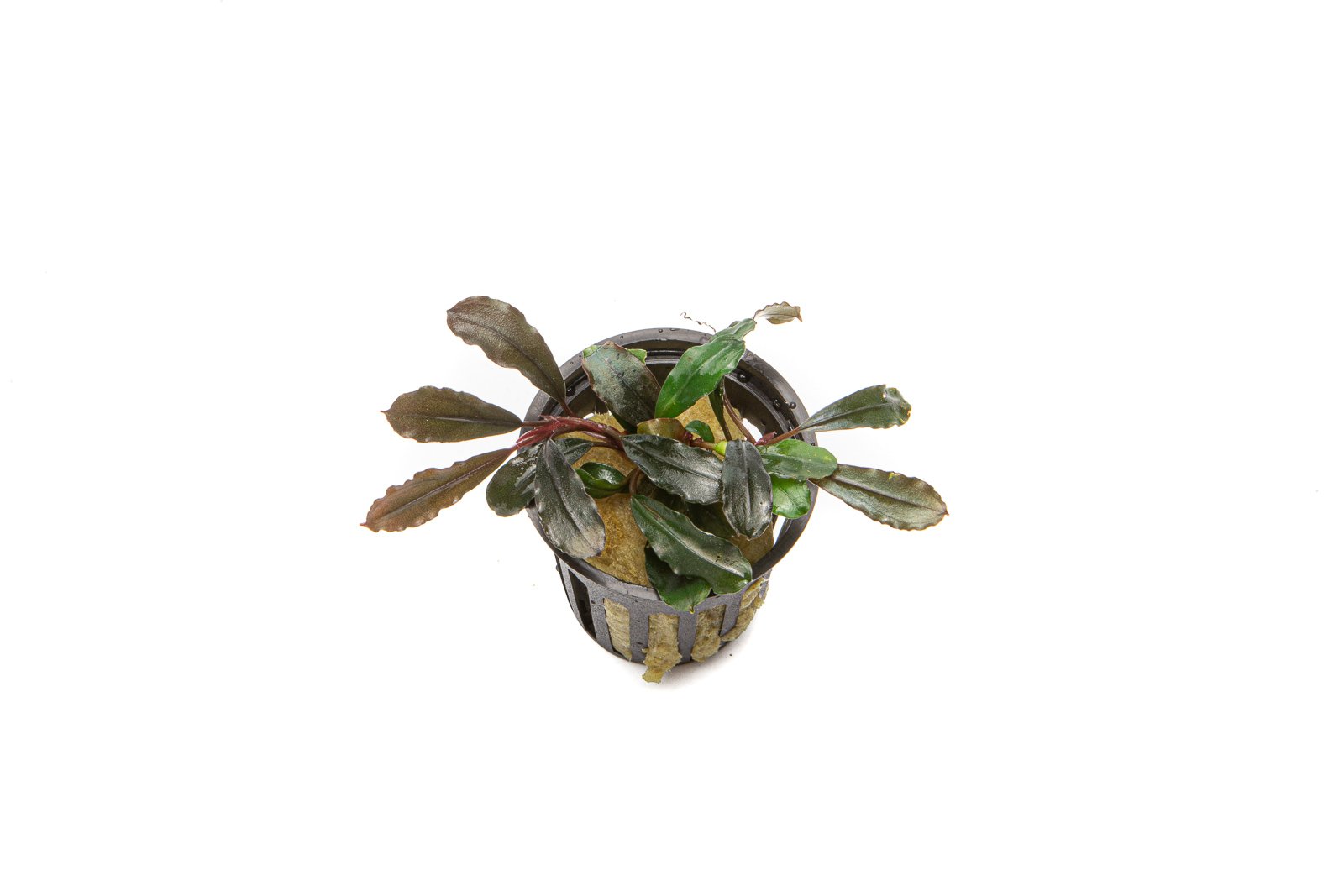 Bucephalandra Kedagang Round - Aquascaping Plant — Buce Plant