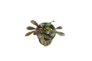 Bucephalandra Kedagang Round Bucephalandra - Buce Plant