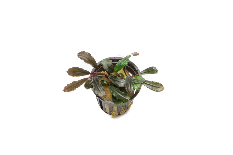 Bucephalandra Kedagang Round Pot Aquatic Plant - Buce Plant