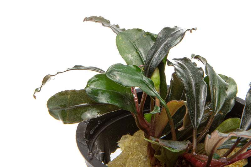 Bucephalandra Kedagang Round Pot Aquatic Plant - Buce Plant