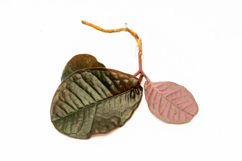 Labisia Sp Brown Type 2 terrarium plant by BUCE, showcasing green and brown foliage in a natural terrarium setting.