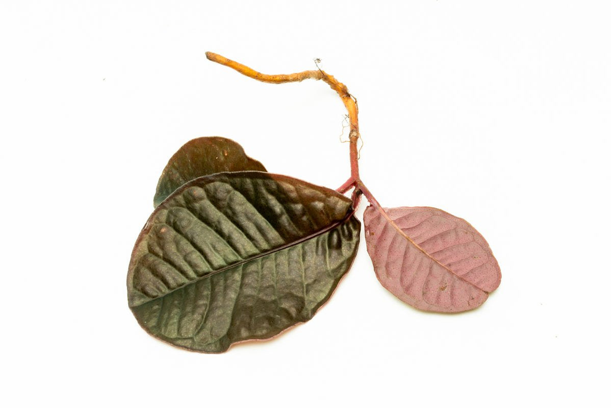 Rare Jungle Plants — Buce Plant