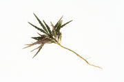 Brown Labisia Sp Pinnatifidum terrarium plant from BUCE, showing lush, detailed green leaves in a natural setting.
