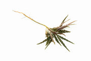 Labisia Sp Pinnatifidum Brown terrarium plant by BUCE, showcasing brown-leaved, lush foliage suitable for indoor terrarium decor.